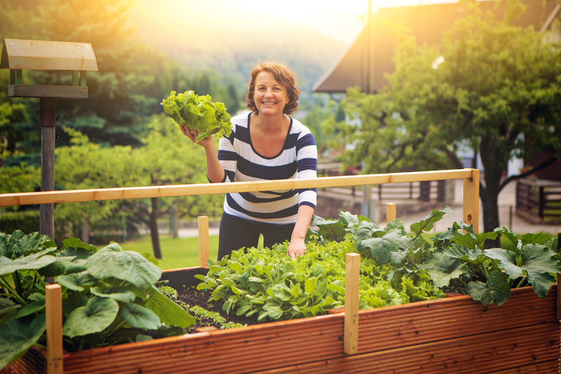 Frau erntet Salat vom eigenen Hochbeet/gardening 17